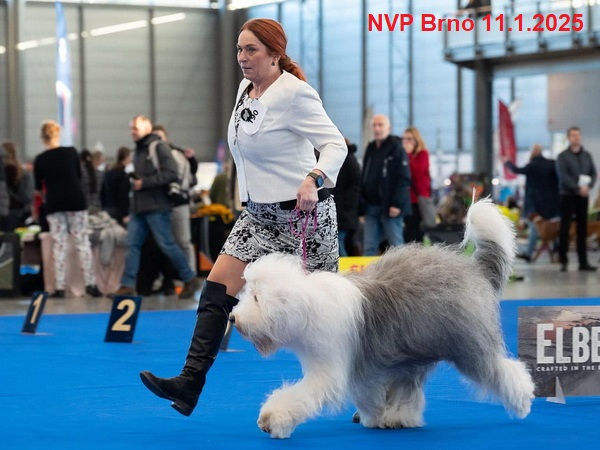 2025 brno 252443FC5 F995 5258 8CDE 240EFCDB2402