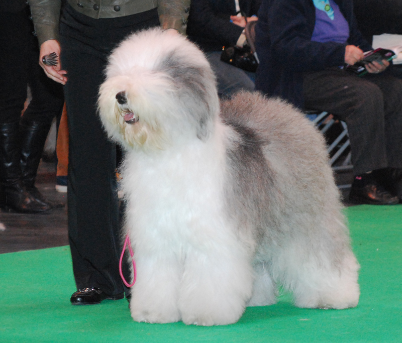 Crufts2012 035